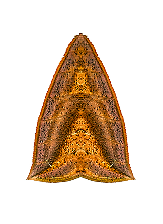 https://mail.leandror.7kb.net/files/gimgs/17_objeto-8.jpg